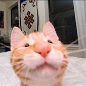 Hy Cẩn